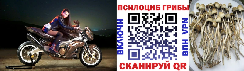 Псилоцибиновые грибы Psilocybe Невинномысск